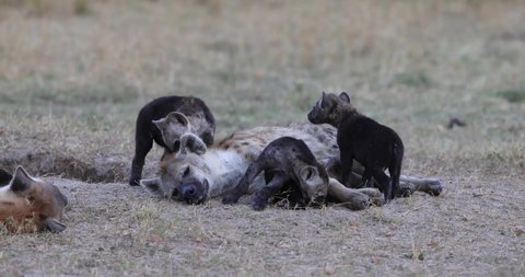 hyenas play together in the savannah