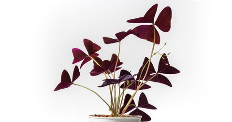 Time lapse shot of House plant False Purple Shamrock or Oxalis Triangularis on white background.
