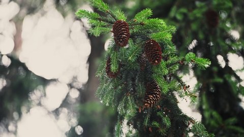 The sun rays through the branches of the fir. Pine branches with cones swaying in the wind. Fir cones on an evergreen tree.