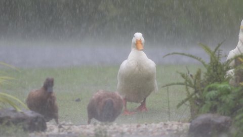 Flock of ducks playing in the rain on a rainy day 