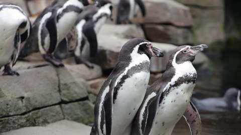 funny Humboldt penguins watching from artificial rock and turning heads, full HD 1080p video footage