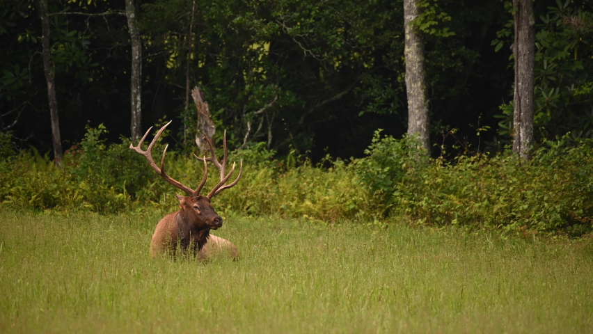 Bull Elk With Large Rack Lays In Grassy Meadow in Cataloochee Valley