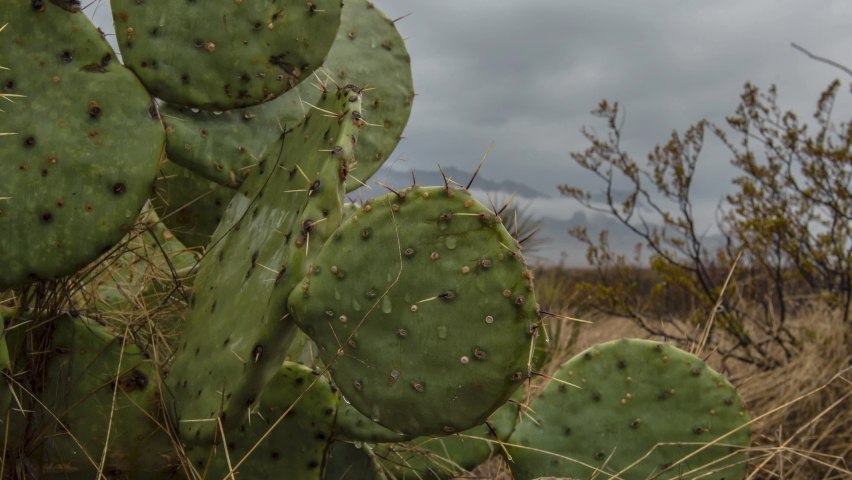 Big Bend Time Lapse Moving Over Cactus on Overcast Day
