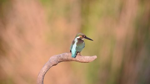 Beautiful blue Kingfisher bird, Common Kingfisher Alcedo atthis. The bird flies away and returns to the stick. Slow motion