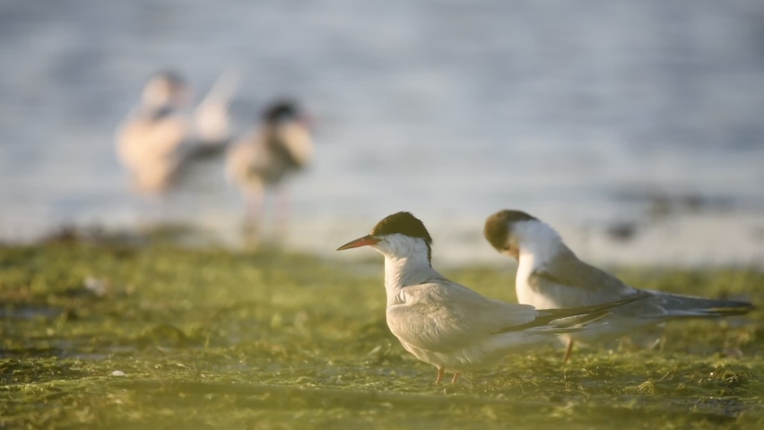 Common Tern - Sterna hirundo - adult bird with the nestlings at the wetland. sounds of nature