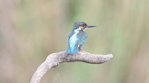 Beautiful blue Kingfisher bird, Common Kingfisher Alcedo atthis, sitting on a branch. A bird is cleans its feathers. Slow motion