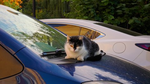 Cute stray cat sitting on the random car and watching people passing on the street