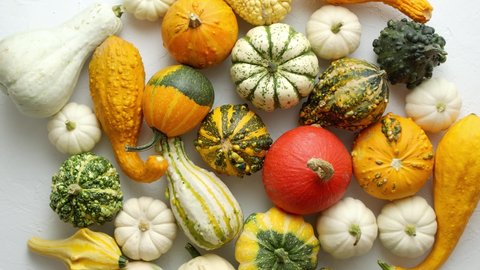 Colorful various kinds mini pumpkins on white background, top view, flat lay. Fall background.