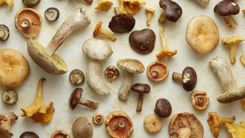 Autumn fall composition. Various kinds of forest raw mushrooms on rustic table
