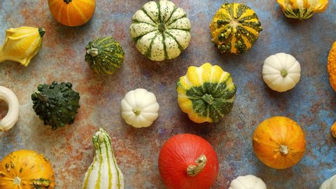 Various colorful mini pumpkins placed on rusty background