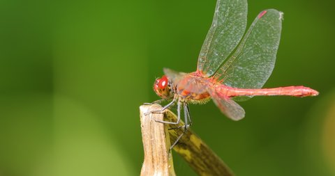 Scarlet Dragonfly (Crocothemis erythraea) is a species of dragonfly in the family Libellulidae. Its common names include broad scarlet, common scarlet darter.