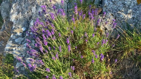 Lavender on the GR9 path leading to the like of the Montagne Sainte-Victoire mountain in Provence, France