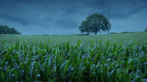 Corn Field In The Rain Late In The Evening