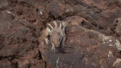 Very Curious Wild Squirrel Crater Hondo Stock Footage Video (100% ...