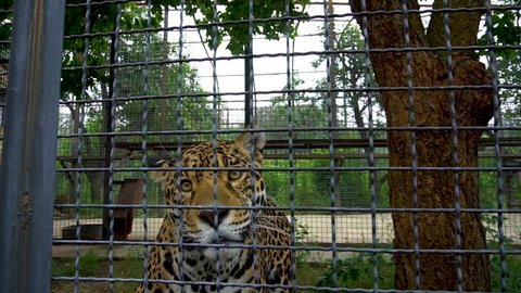Tiger aggressive carnivore, beautiful close danger big tigris. White tiger angry, natural bengal taigan jaguar