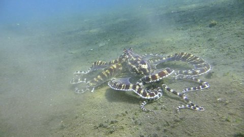 underwater killer: mimic octopus returns to hollow after successful hunt.Crab hidden under arms, ready to be digested