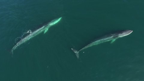 Aerial top view of fin whales swimming in the sea of Cortez in Bahia de Los Angeles, Baja California, Mexico.
