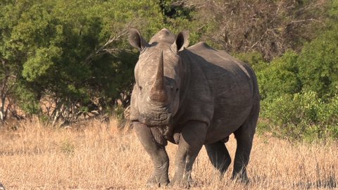 A Southern White Rhino in the wild of Africa.