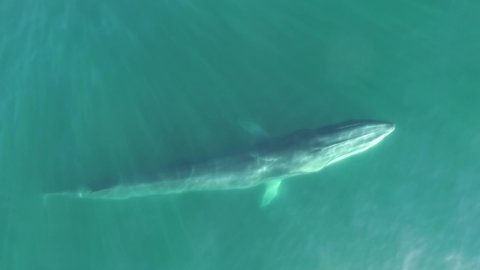 Top view of a fin whale swimming and breaching in the calm waters of Bahia de Los Angeles in the sea of Cortez in Baja California, Mexico.
