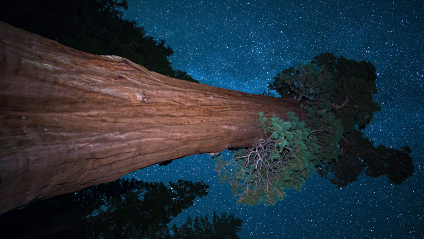 Sequoia Kings Canyon National Park General Grant Tree Startrails Vertical Shot Astrophotography Time Lapse California USA
