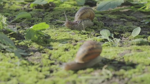 Snail in the garden. Snail in natural habitat. Snail farm. Snails in the grass. Growing snails