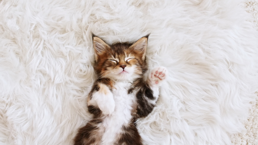 4k Gray Striped Kitten Sleeping. Kitty Sleeping on a Fur White Blanket. Baby Cat Sleeping. Concept of Adorable Cat Pets. | Shutterstock HD Video #1080451649
