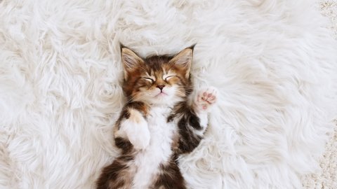 4k Gray Striped Kitten Sleeping. Kitty Sleeping on a Fur White Blanket. Baby Cat Sleeping. Concept of Adorable Cat Pets.