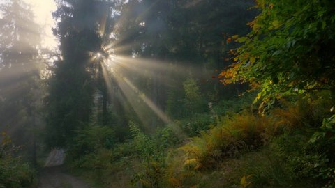 sunbeams through the trees in autumn woods, beautiful sunny foggy morning in pine forest, magical natural landscape. High quality 4k footage