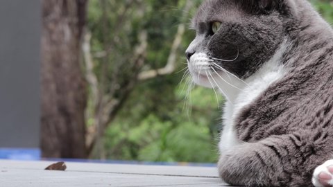 Regal Gray White Tuxedo Cat Calmly Stock Footage Video (100% Royalty