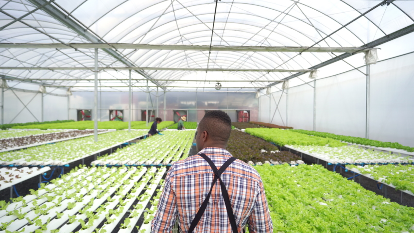 African man farmer working in organic vegetables hydroponic farm. Male hydroponic salad garden owner holding vegetable basket walking in greenhouse plantation. Food production small business concept Royalty-Free Stock Footage #1080461954