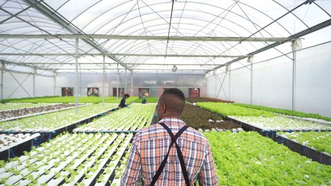 African man farmer working in organic vegetables hydroponic farm. Male hydroponic salad garden owner holding vegetable basket walking in greenhouse plantation. Food production small business concept