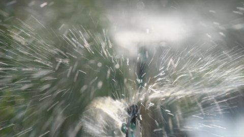 irrigation water sprinkler splashing sprayer water over plant in a lawn garden                         