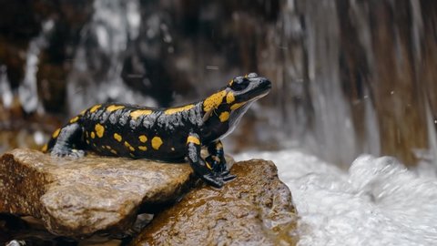 Fire salamander (Salamandra salamandra) at waterfall with friend