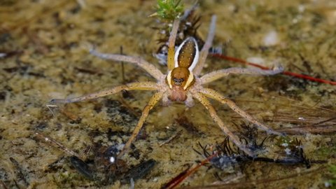 Raft spider (Dolomedes fimbriatus) in water with mayfly larva
