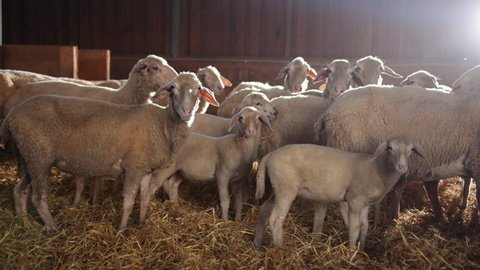 Farming breeding and food production. Lambs, sheep in stable. Ewe livestock farm animal in the white wooden fence, a concept of agricultural ram reproduction