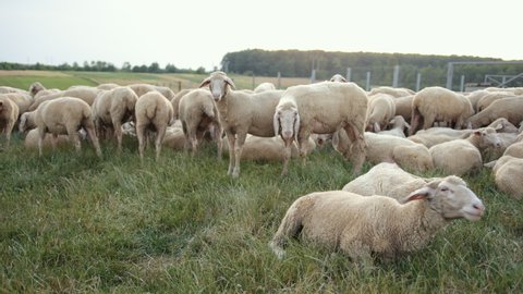 Texel is a breed of sheep. Yorkshire, england. Landscape, horizontal. Space for copy. Flock herd south australian ewe grazing and roaming green grassy meadow. White ram graze in the field