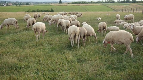 Texel is a breed of sheep. Yorkshire, england. Landscape, horizontal. Space for copy. Flock herd south australian ewe grazing and roaming green grassy meadow. White ram graze in the field