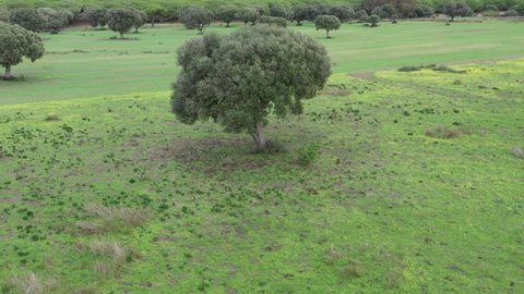 Aerial drone top view of wild olive trees in a green field in the andalusian countryside of Cadiz