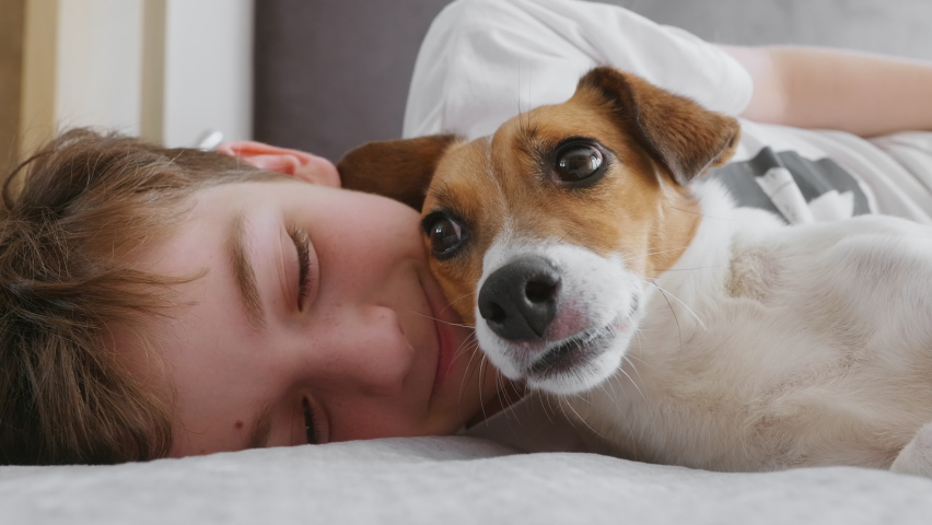 Portrait sleepy Child with dog plays emotionally. Childhood. Pets. Love for pets. Family concept. Lifestyle. Happy boy hugs dog Jack Russell Terrier smiling in love is lying in bed morning close up | Shutterstock HD Video #1080466430