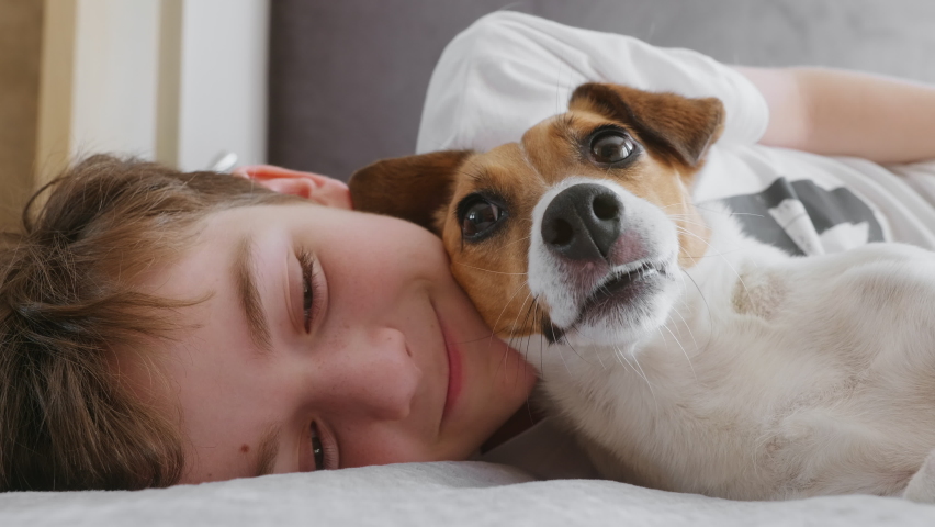 Portrait sleepy Child with dog plays emotionally. Childhood. Pets. Love for pets. Family concept. Lifestyle. Happy boy hugs dog Jack Russell Terrier smiling in love is lying in bed morning close up Royalty-Free Stock Footage #1080466430