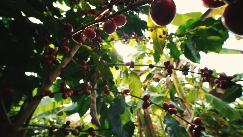 Organic arabica coffee beans cherries ripe on branch in coffee plantation Thailand ready to harvest with light sun flare in the evening, agricultural industry, low angel and dolly out shots