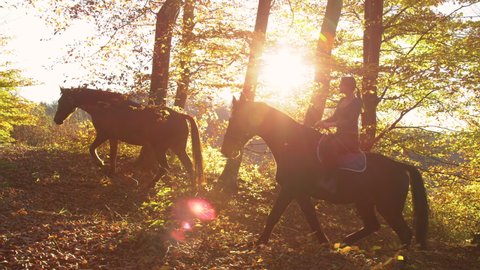 SLOW MOTION, LENS FLARE: Young Caucasian woman leads her horses through the autumn forest at sunrise. Scenic shot of female horseback rider exploring the woods with her horses on a sunny fall morning.