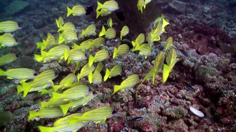 School of striped yellow fish on background clear seabed underwater in Maldives. Swimming in world of colorful beautiful wildlife of corals reefs. Inhabitants in search of food. Abyssal relax diving.