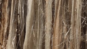 Closeup view of raw jute fiber. Rotten jute is being washed in water and dried in the sun. Brown jute fiber texture and details background. Slow motion video.