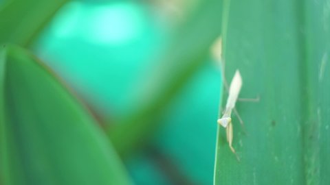 Footage of praying mantis perched on green leaves