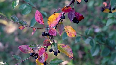 A branch of a bush with red, yellow, orange, and green leaves. autumn
blackberries
slow motion video