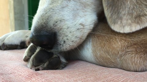 Dog licking his paw. Senor Beagle licks his paw while he's lying down. Close-up view of pet grooming and cleaning.