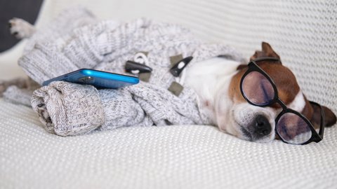 chihuhua dog in glasses using cell phone on couch