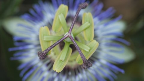 A close up view of a passionflower stigma.
