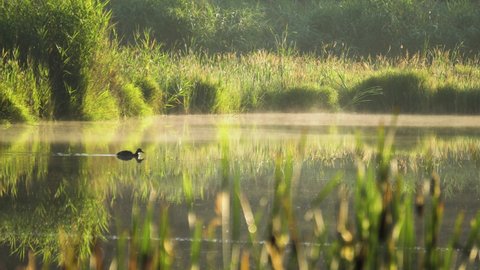 Mallard duck (Anas Platyrhynchos) in the morning mist. Wildlife scene from nature